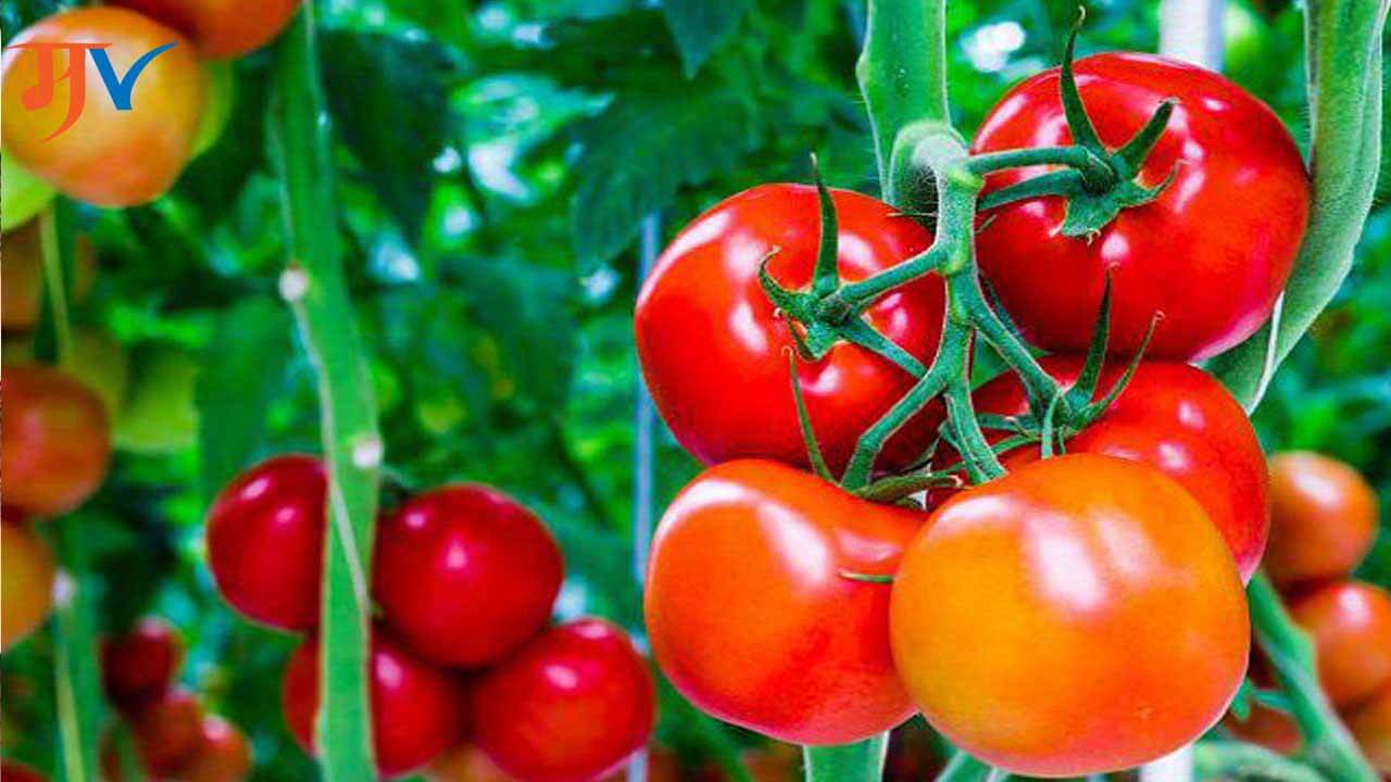 Benefits of eating Tomato in Marathi