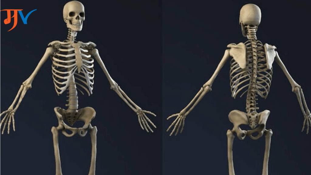 Information About Bones In Marathi मानवी हाडांबद्दल महत्वाची माहिती