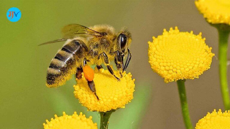 Amazing Facts About Honeybee In Marathi