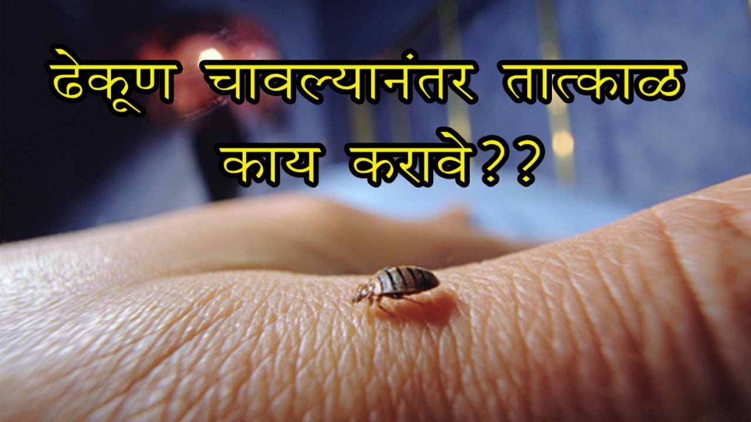 how-do-you-get-rid-of-bed-bugs-in-marathi