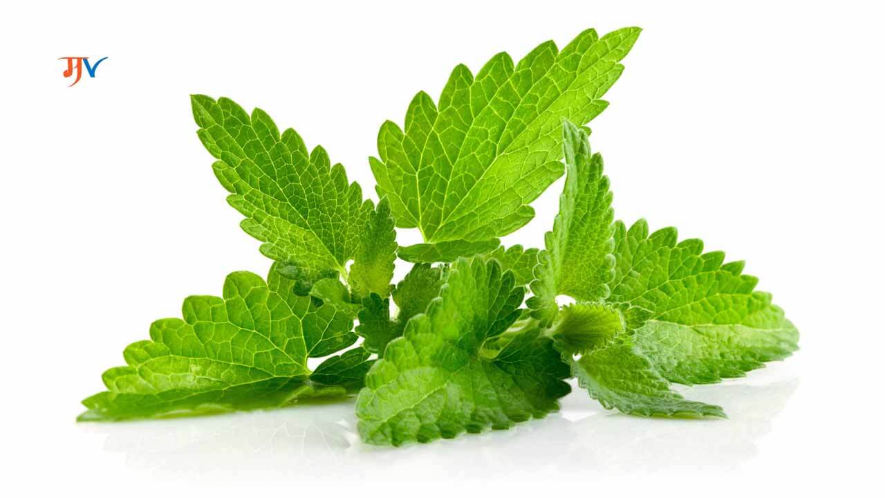 Uses of Mint and its medicinal uses in Marathi