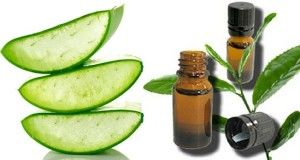 Aloe Vera and Tea Tree Oil for dandruff in marathi